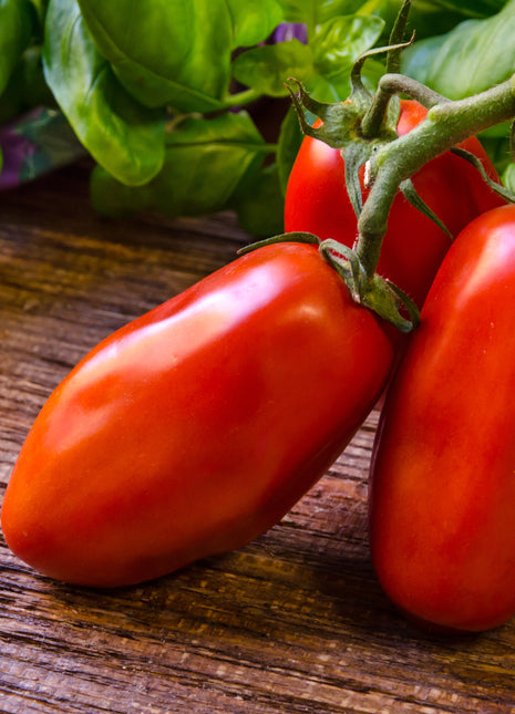 Nasiona Pomidora - San Marzano 2 BIO 0,5g