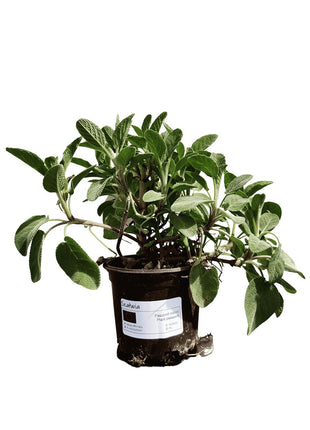 Szałwia - Sadzonka - Zioła w doniczce