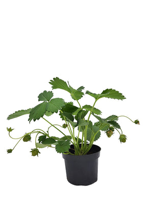 Truskawka wieloletnia (wisząca/pnąca) - Sadzonka