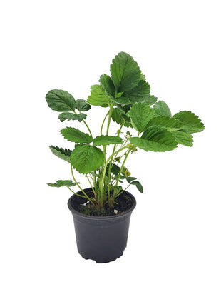 Truskawka wieloletnia (wisząca/pnąca) - Sadzonka