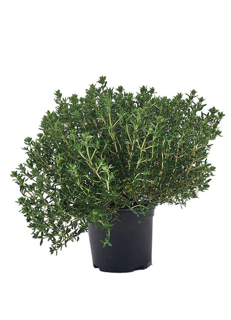 Tymianek - Sadzonka - Zioła w doniczce