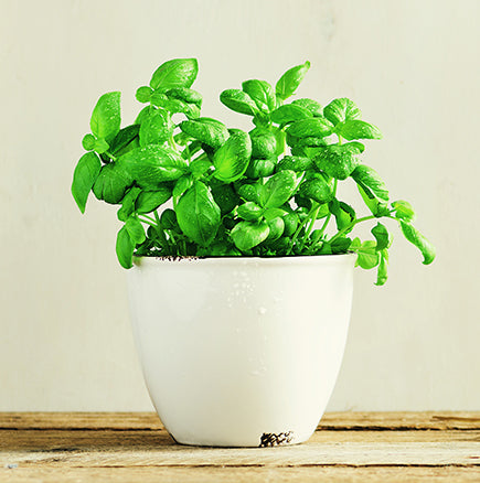 Banner image for: Zioła Jednoroczne