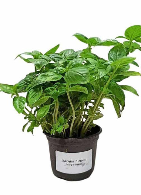 Bazylia Zielona - Sadzonka - Zioła w doniczce - Niezłe Ziółko