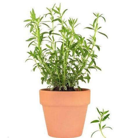 Estragon - Sadzonka - Zioła w doniczce - Niezłe Ziółko