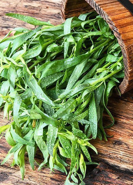 Estragon - Sadzonka - Zioła w doniczce - Niezłe Ziółko