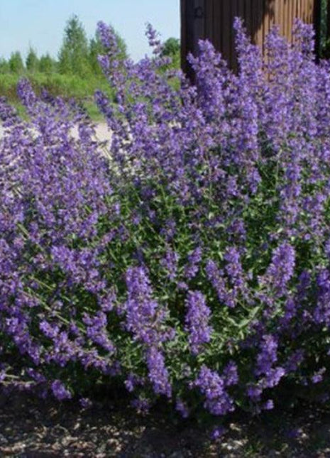 Kocimiętka - Sadzonka - Zioła w doniczce - Niezłe Ziółko