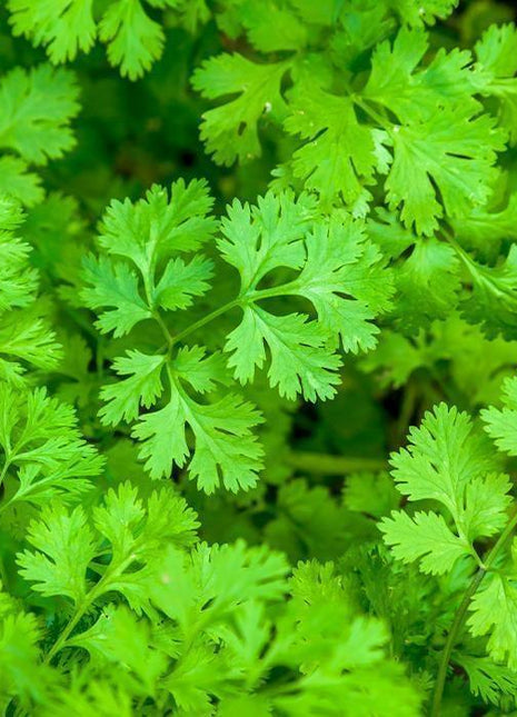 Kolendra - Sadzonka - Zioła w doniczkach - Niezłe Ziółko