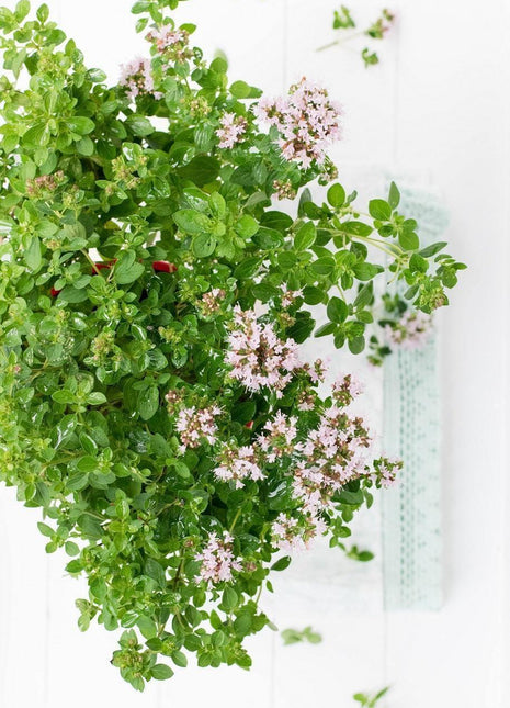 Majeranek - Sadzonka - Zioła w doniczce - Niezłe Ziółko