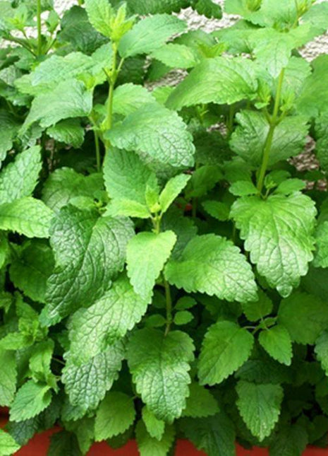 Melisa - Sadzonka - Zioła w doniczce - Niezłe Ziółko