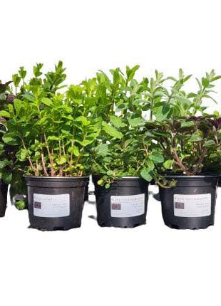 Mięta Czekoladowa - Sadzonka - Zioła w doniczce - Niezłe Ziółko