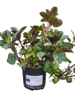 Mięta Jagodowa - Sadzonka - Zioła w doniczce - Niezłe Ziółko