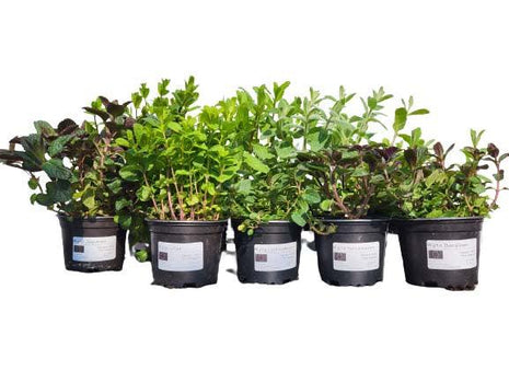 Mięta Limonkowa - Sadzonka - Zioła w doniczce - Niezłe Ziółko