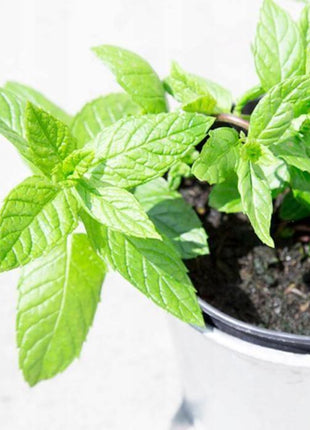 Mięta Pieprzowa - Sadzonka - Zioła w doniczce - Niezłe Ziółko