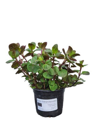 Mięta Pomarańczowa - Sadzonka - Zioła w doniczce - Niezłe Ziółko