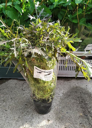 Musztardowiec - Sadzonka - Niezłe Ziółko