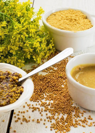 Musztardowiec - Sadzonka - Niezłe Ziółko