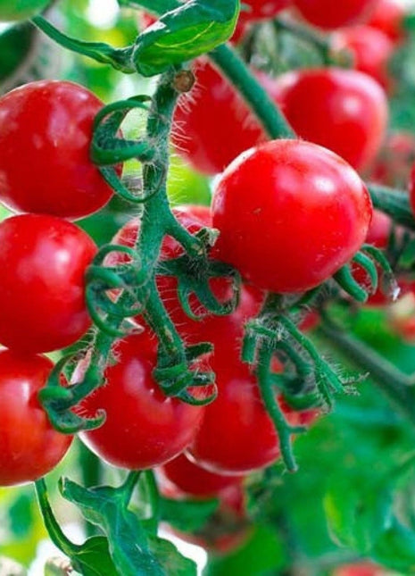 Nasiona - BAJAJA POMIDOR KOKTAJLOWY BALKONOWY KARŁOWY 0,5g - Niezłe Ziółko