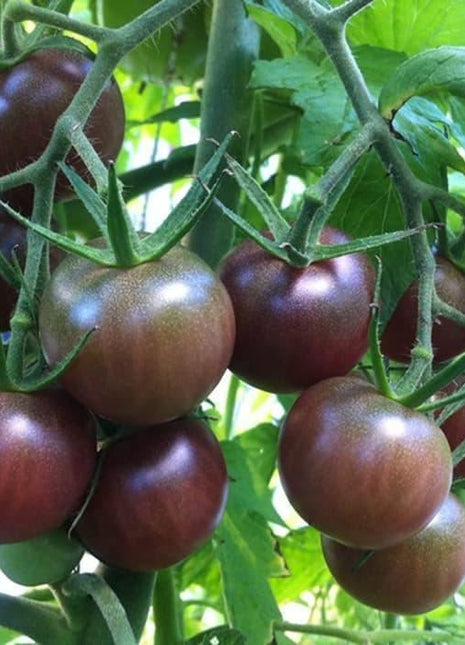 Nasiona - BLACK CHERRY POMIDOR KOKTAJLOWY 0,2g - Niezłe Ziółko