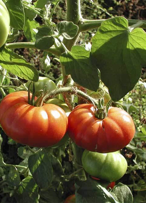 Nasiona - MARMANDE POMIDOR KARŁOWY 1g - Niezłe Ziółko