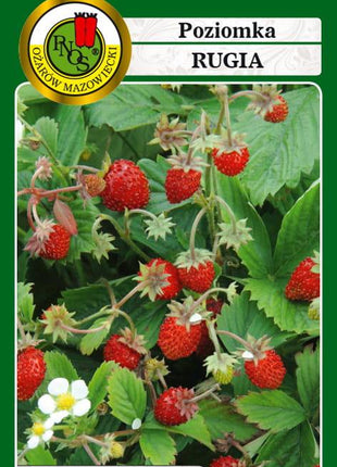 Nasiona - POZIOMKA RUGIA 0,5g - Niezłe Ziółko