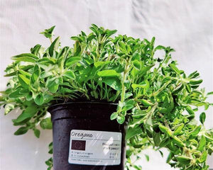 Oregano - Sadzonka - Zioła w doniczce - Niezłe Ziółko