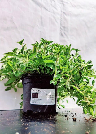 Oregano - Sadzonka - Zioła w doniczce - Niezłe Ziółko