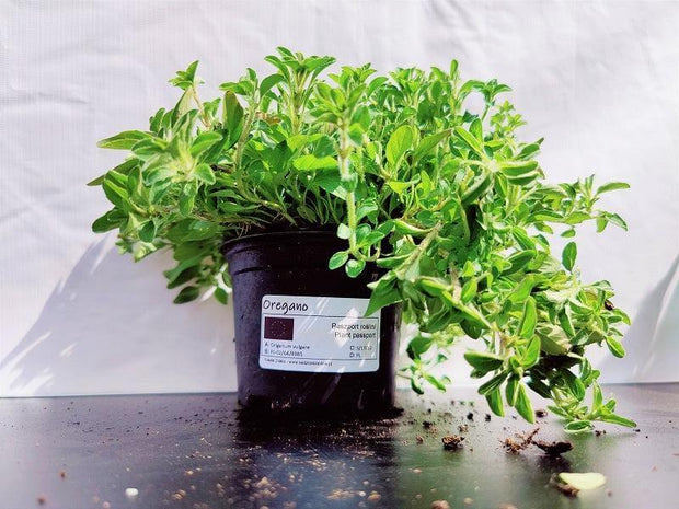 Oregano - Sadzonka - Zioła w doniczce - Niezłe Ziółko