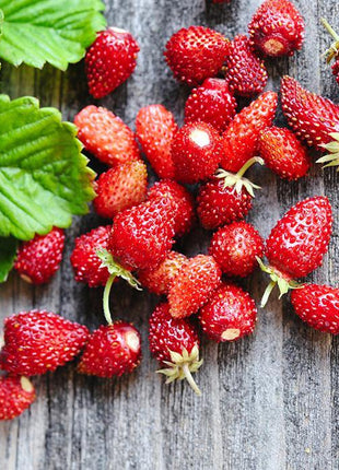 Poziomka Rugia - Sadzonka - Niezłe Ziółko