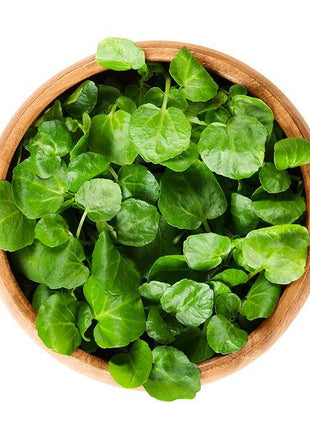 Rukiew Wodna - Sadzonka - Niezłe Ziółko