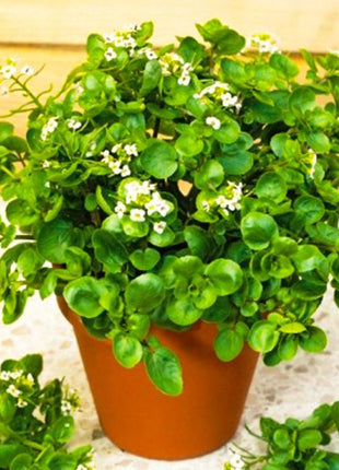 Rukiew Wodna - Sadzonka - Niezłe Ziółko