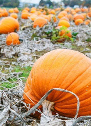 Sadzonka Dyni - Dynia Bambino - Niezłe Ziółko