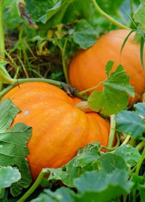 Sadzonka Dyni - Dynia Bambino - Niezłe Ziółko