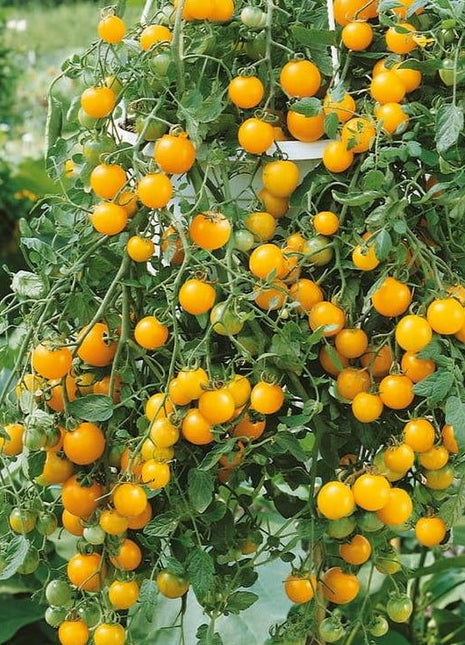 „Tumbling Tom Yellow” pomidor koktajlowy - Sadzonka - Niezłe Ziółko