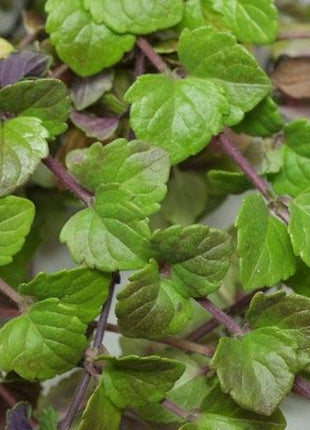Satureja douglasii Indian Mint (cząber) - Sadzonka - Niezłe Ziółko