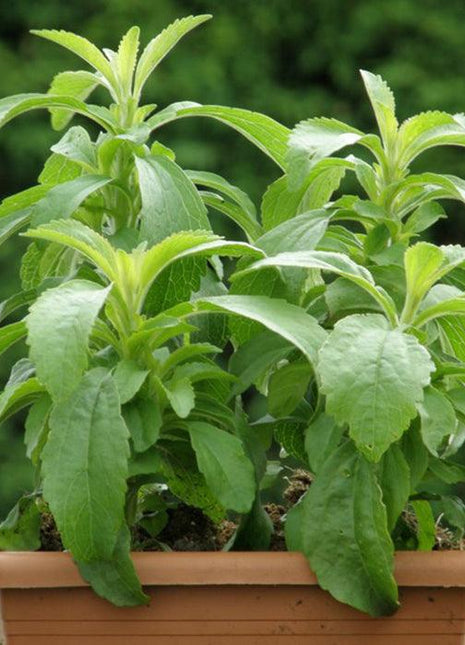 Stewia - Sadzonka - Niezłe Ziółko