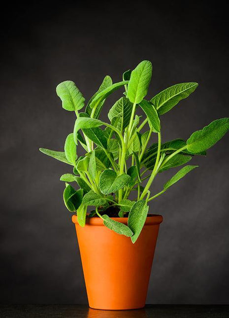 Szałwia - Sadzonka - Niezłe Ziółko