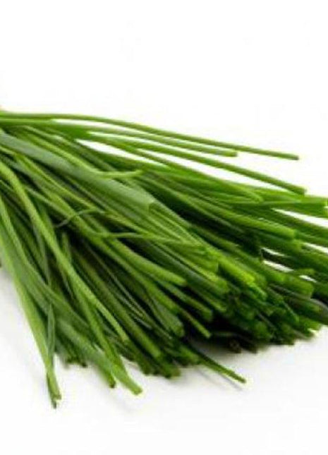 Szczypiorek wieloletni - Sadzonka - Niezłe Ziółko