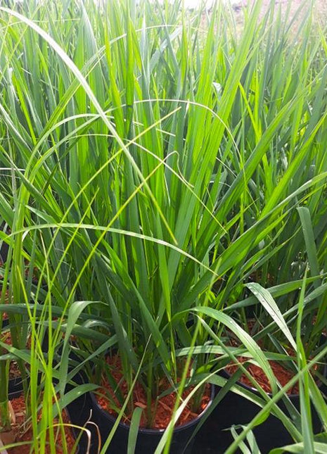 Trawa Żubrowka - Sadzonka - Niezłe Ziółko