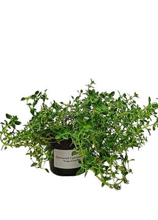 Tymianek Cytrynowy - Sadzonka - Zioła w doniczce - Niezłe Ziółko